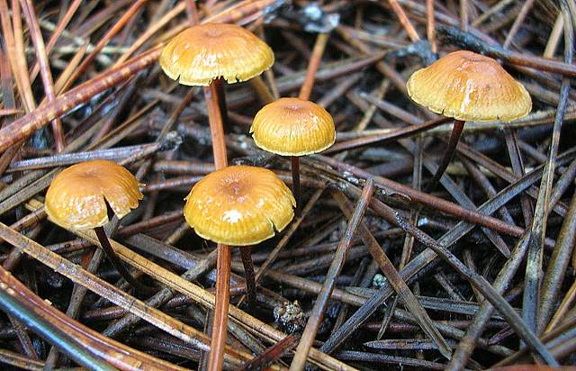 Xeromphalina cauticinalis   (Fr.)  Khner & Maire